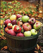 New England Apples