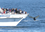 Whale Watching - Harborside Hotel, Spa & Marina - Bar Harbor, ME