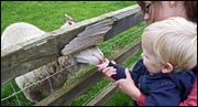 childanddgoat