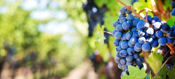 vineyard