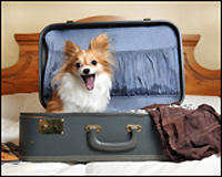 top 10 pet friendly lodgings