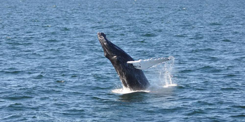 Whale 500x250 - Captain John Whale Watch & Fishing Tours - Plymouth, MA