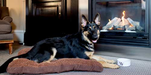 Pet and Hearth - XV Beacon - Boston, MA