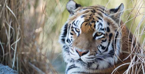 Tiger Close-up - Franklin Park Zoo - Boston MA