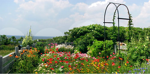 Thaxter garden on the Isles of Shoals in New Hampshire