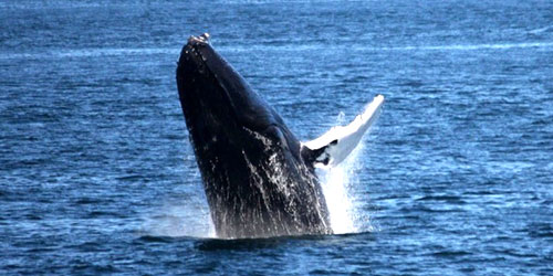 Whale Watching Tours in Bar Harbor, Maine - Outdoor Adventures