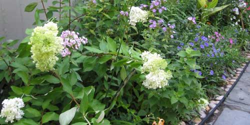 Harriet Beecher Stowe Center Garden 500x250