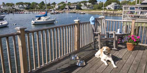 dog friendly lodges near me