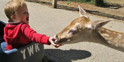 Baby & Deer - York's Wild Kingdom - York, ME