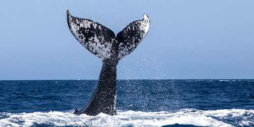 Whale Watching in New England