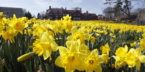 Daffodils - Newport County Chamber of Commerce - Newport, RI