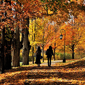 Fall Foliage