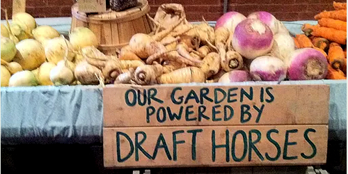Somerville Winter Farmers Market - Somerville, MA