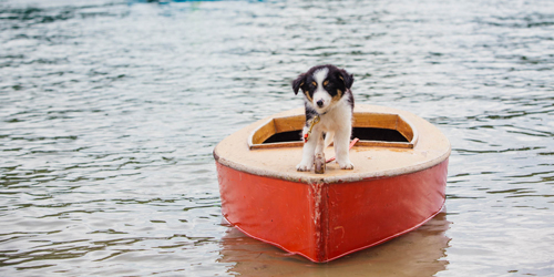 Dog on a Boat - Basin Harbor - Vergennes, VT