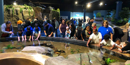 Touch Tank - Living Shores Aquarium at Story Land - Glen, NH