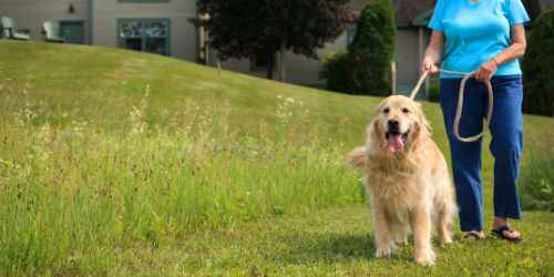 Big Goldie - Chesterfield Inn - West Chesterfield, NH