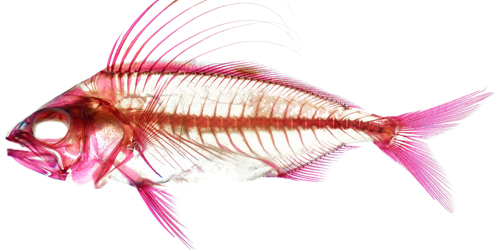 Rooster Fish - Bruce Museum - Greenwich, CT