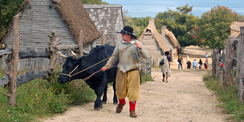 Austin & the Bull at Plimoth Patuxet - Plymouth County, MA