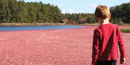 AD Makepeace Cranberry Bog - Plymouth County, MA