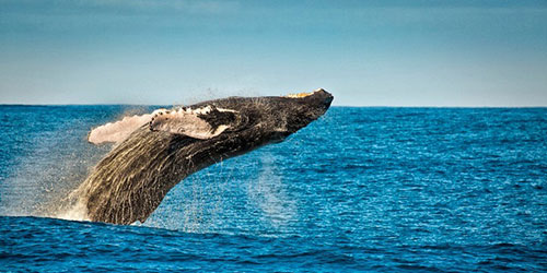 Whale Watching - Cape Cod, MA