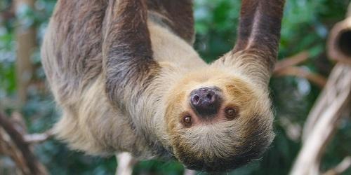 Fiona Sloth - Roger Williams Park Zoo - Providence, RI