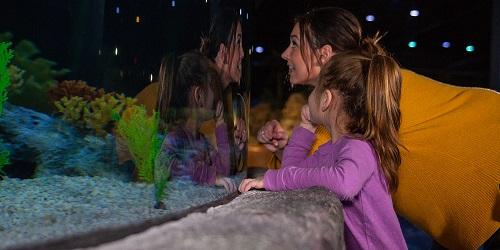 Elkhorn Reef Exhibit - Living Shores Aquarium - Glen, NH