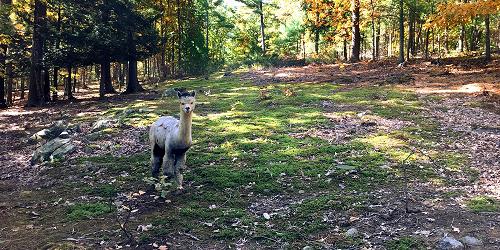 Alpaca Summer - America's Stonehenge - Salem, NH