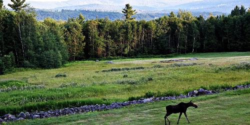 Summer Fields & Moose - Town of Bethlehem, NH