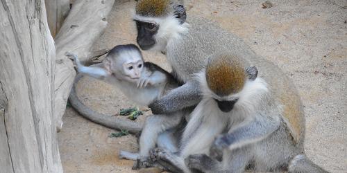 Vervet Monkeys - York's Wild Kingdom - York, ME