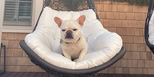 Dog Not Disturb - Franklin Hotel Martha's Vineyard - Edgartown, MA