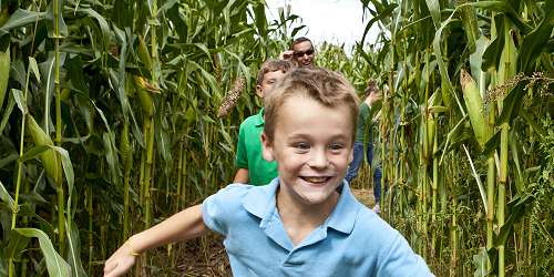 Corn Maze at Morris Farm - Warwick Office of Tourism - Warwick, RI