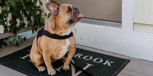 Pug at the Door - Westbrook Inn B&B - Westbrook, CT