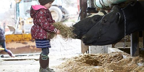 Winter Child Feeding Cows - Liberty Hill Farm & Inn - Rochester, VT