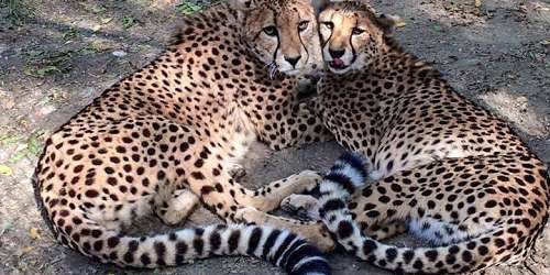 Cheetah Love at Roger Williams Park Zoo in Providence, RI - New England Zoos, Aquariums & Animal Parks