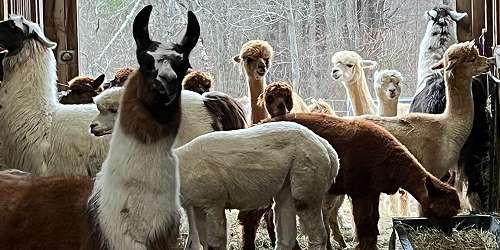 Alpacas at In The Meadow Farm - Lunenburg, MA - North Central Massachusetts