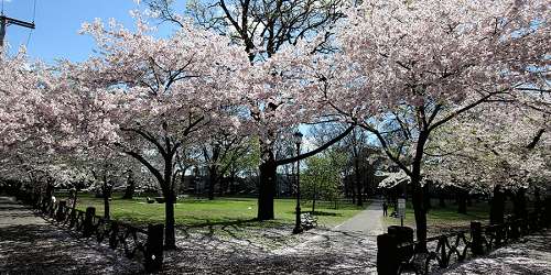 Cherry Blossom Festival at Wooster Square - New Haven, CT