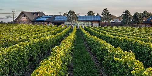 Vineyard View - Newport Vineyards - Middletown, RI - Photo Credit Dean Diogo