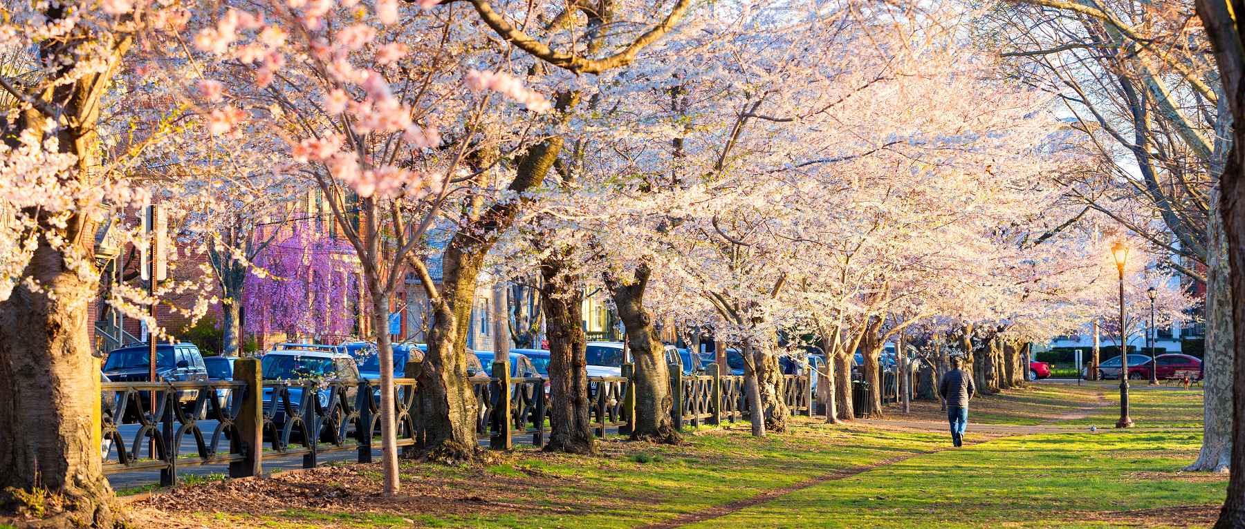 Cherry Blossoms at Wooster Square Park in New Haven, CT