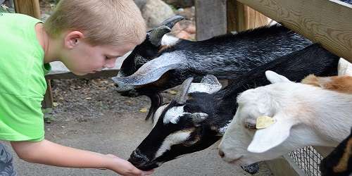 Boy & Goats - Roger Williams Park Zoo - Providence, RI