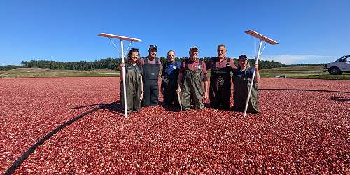 Cranberry Growers in the Bog - Plymouth County, MA