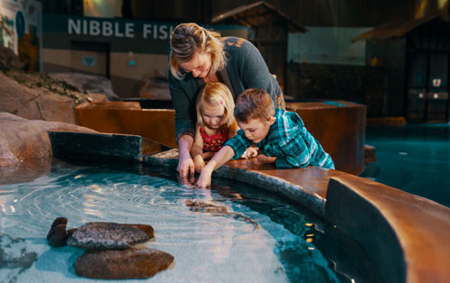 Living Shores Aquarium - Glen, NH